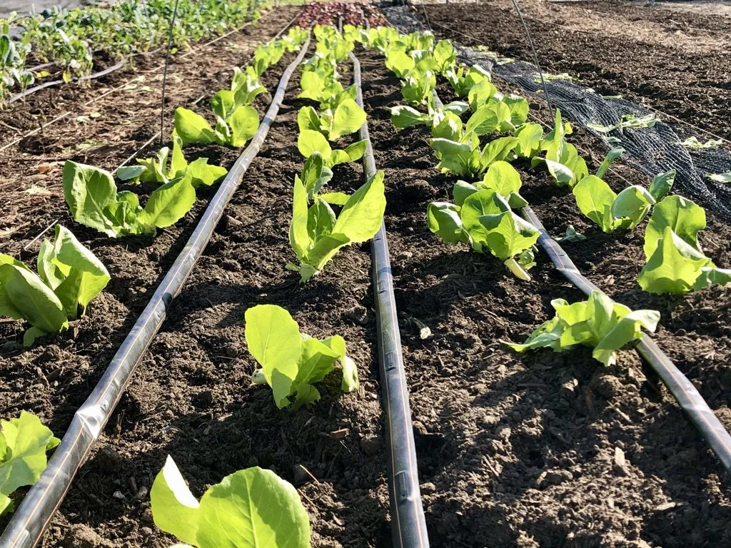 GrowGood - Planting.jpeg