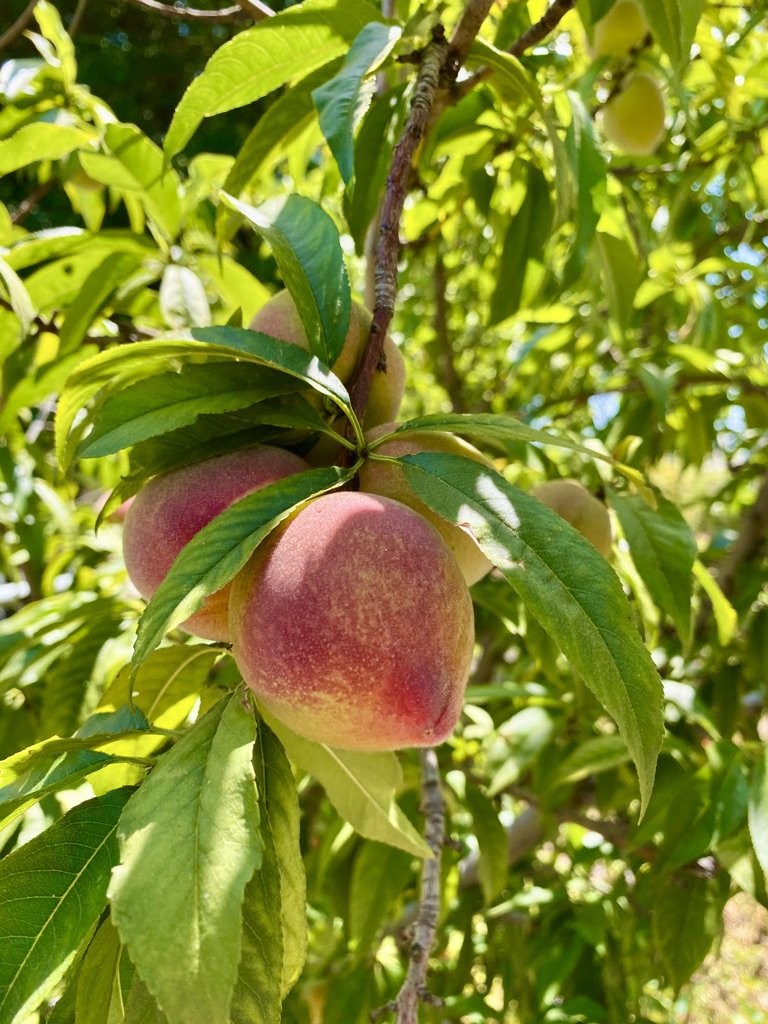 GrowGood Peaches (Close Up Shot).jpeg