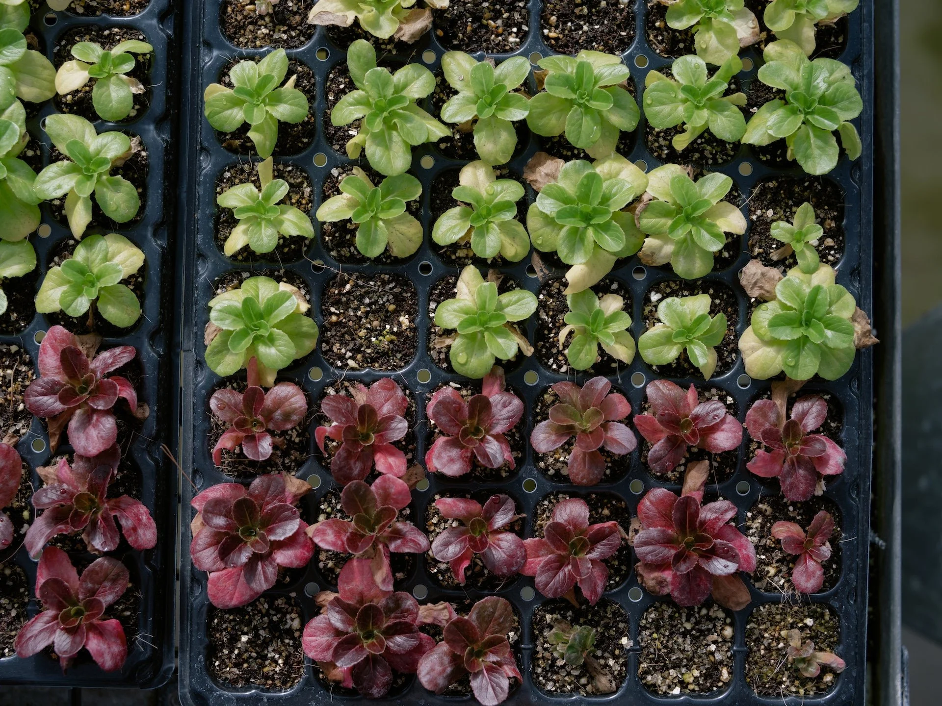 Seedlings.jpg
