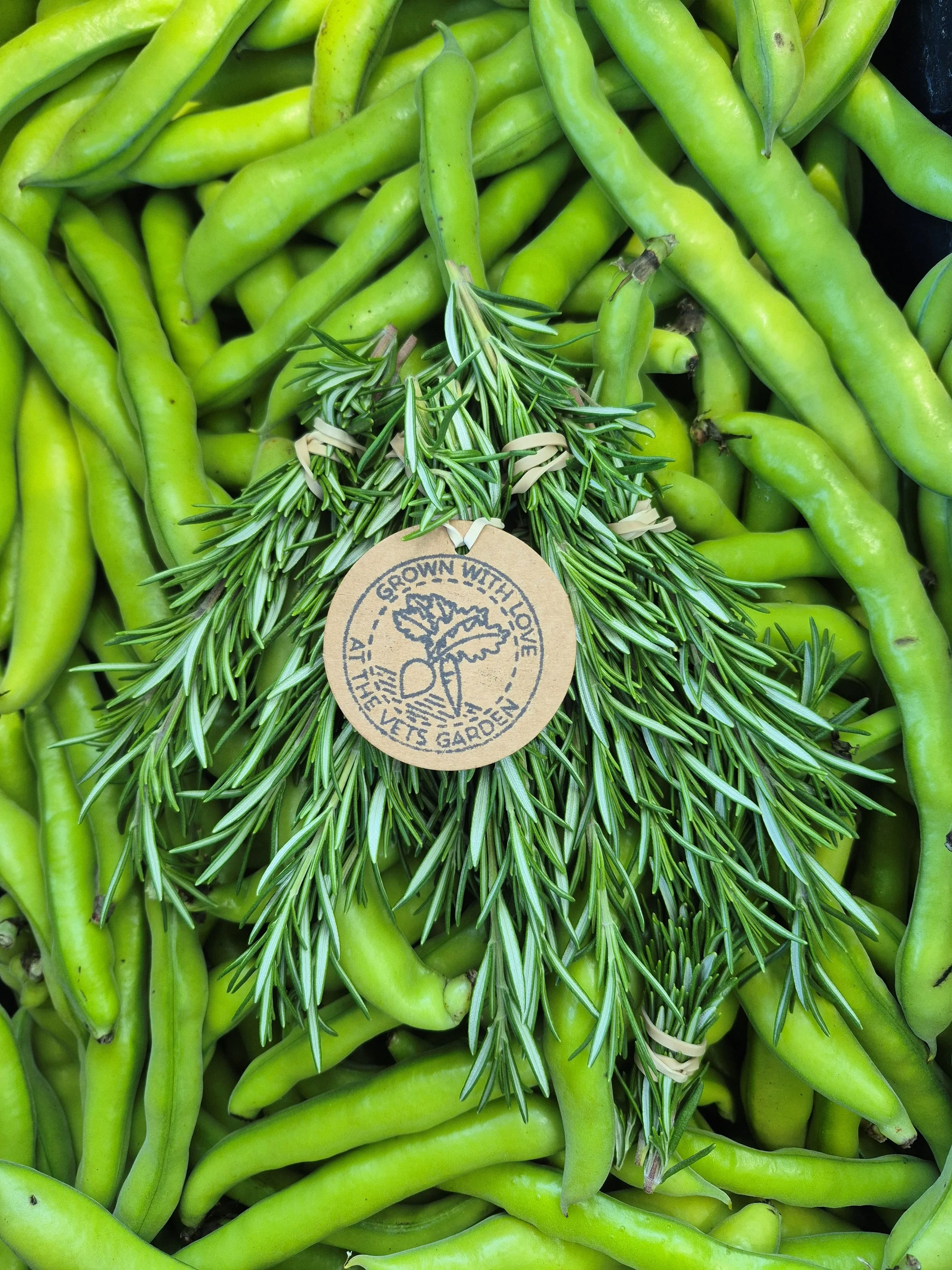 Rosemary with tag.jpg