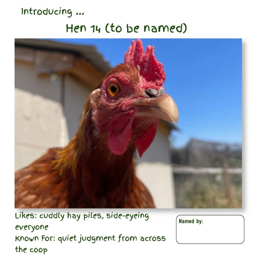 Hen 14.jpg