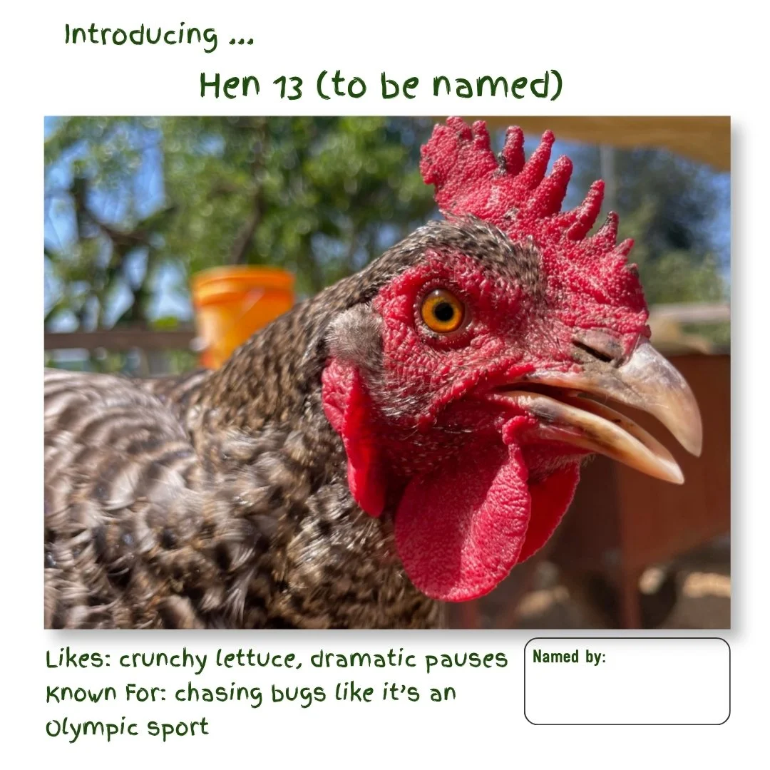 Hen 13.jpg