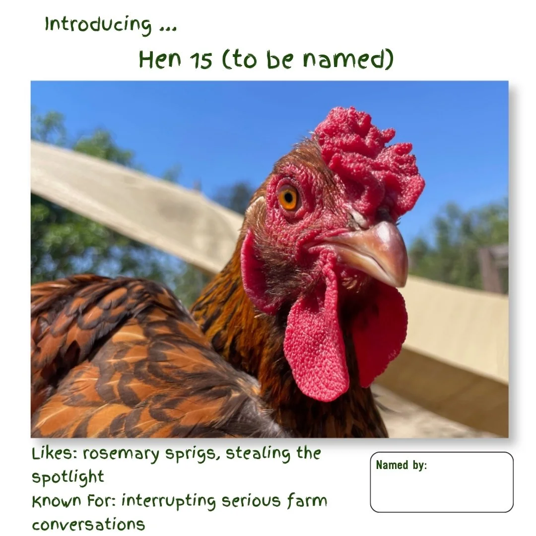 Hen 15.jpg