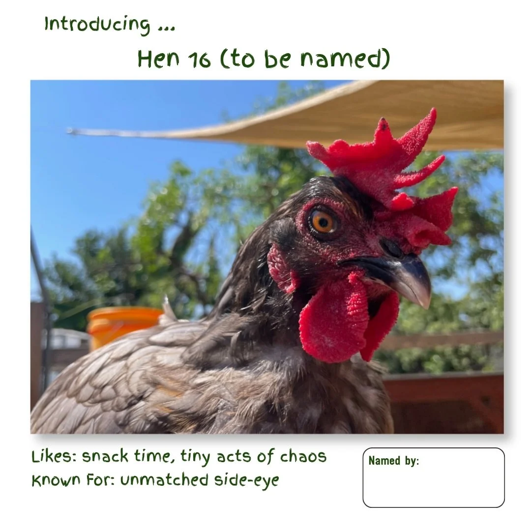 Hen 16.jpg