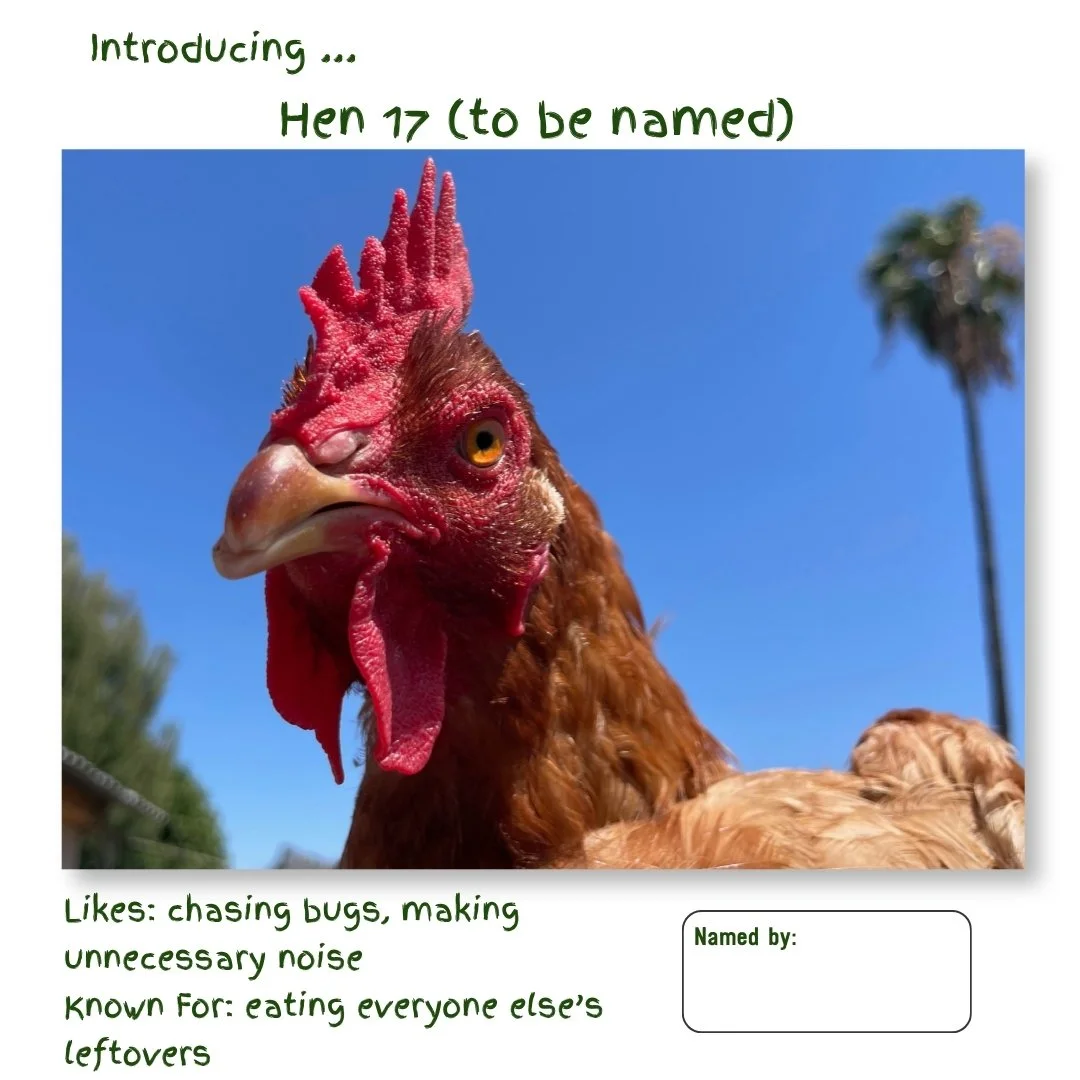 Hen 17.jpg