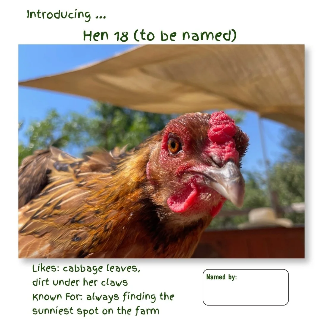 Hen 18.jpg