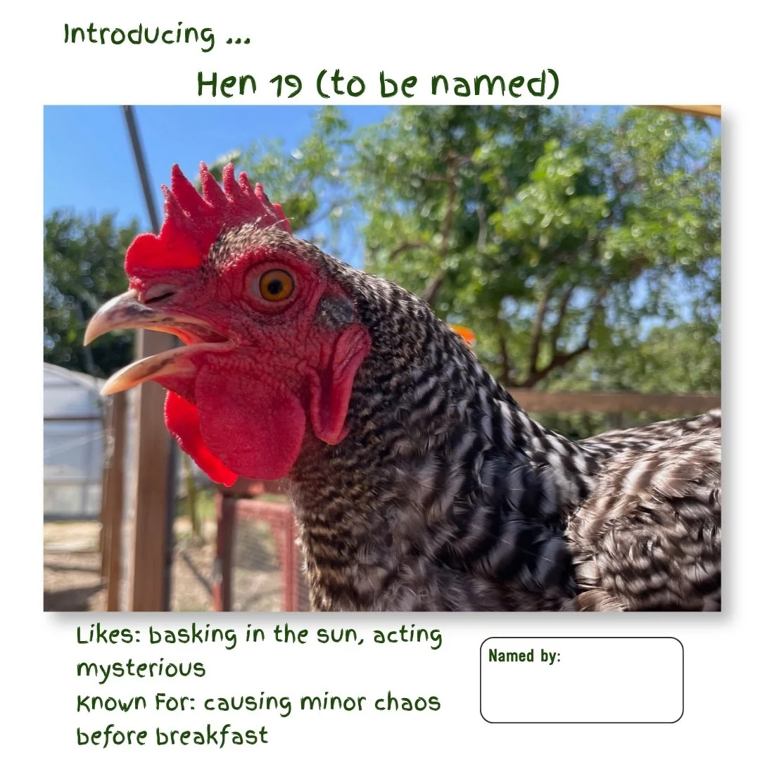 Hen 19.jpg