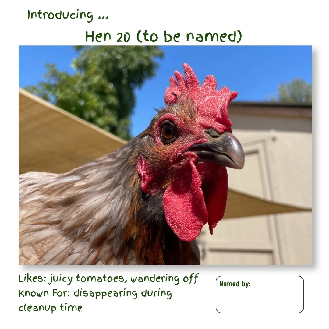 Hen 20.jpg