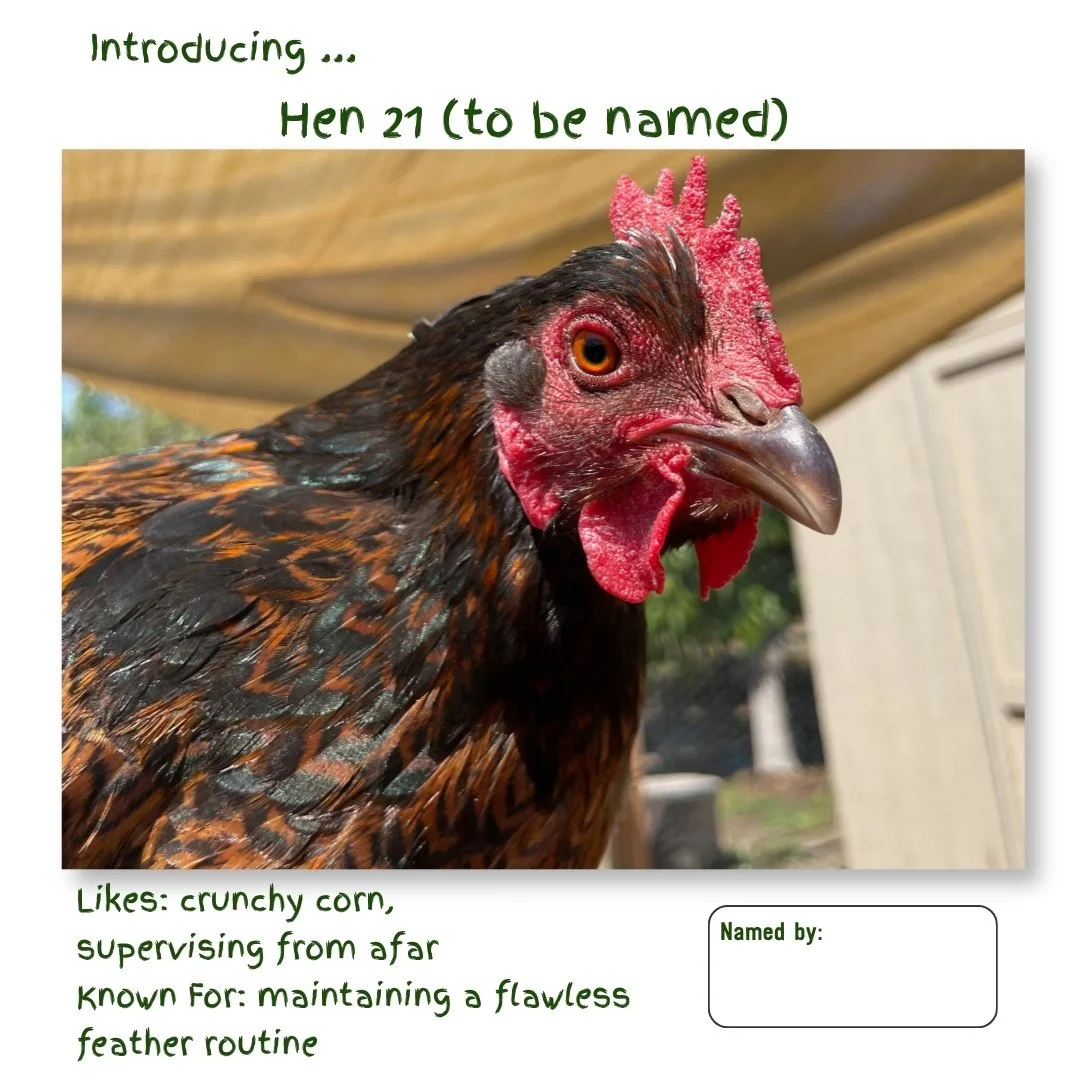 Hen 21.jpg
