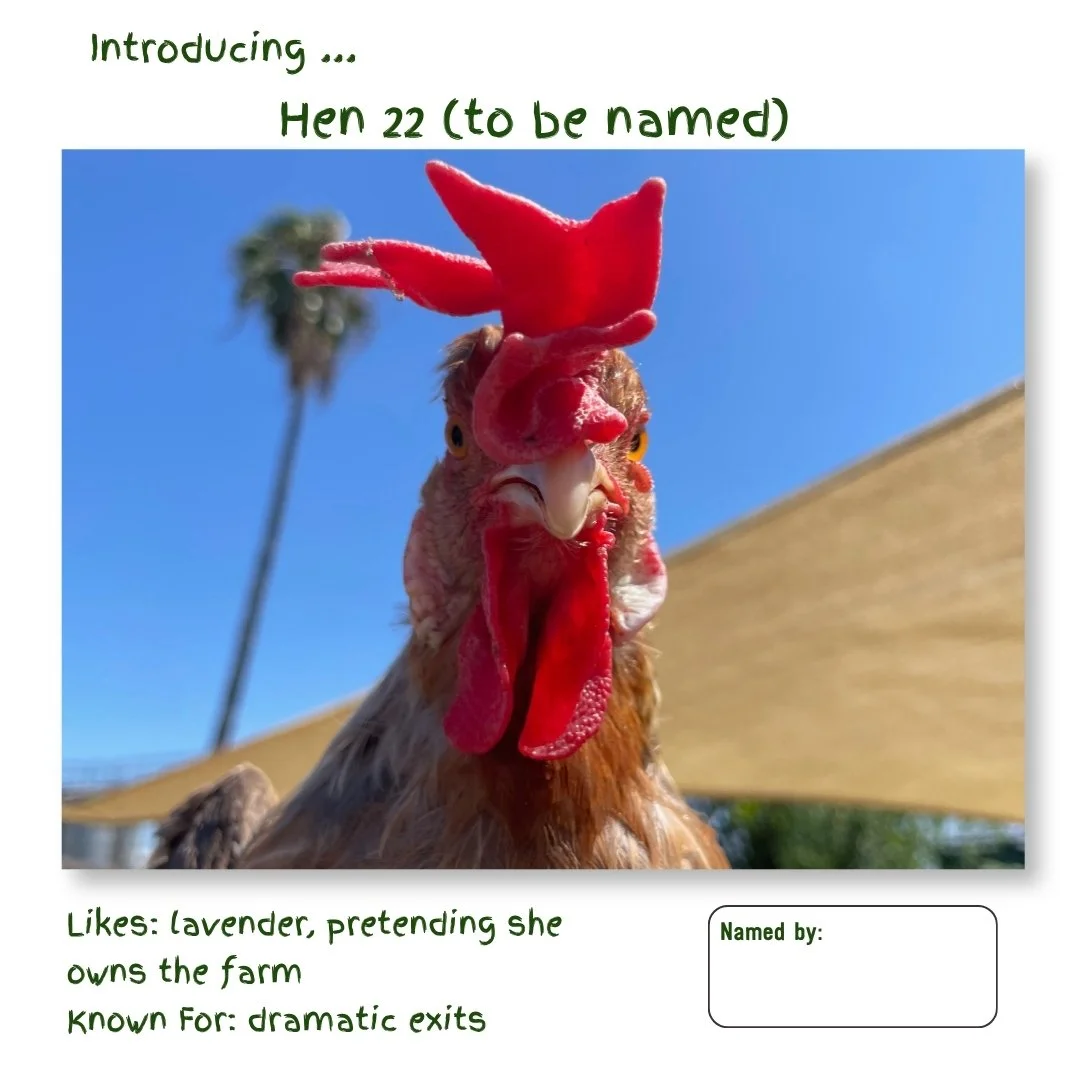 Hen 22.jpg