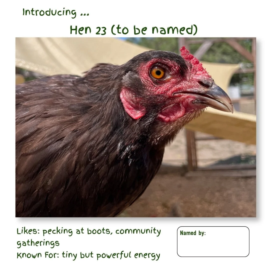 Hen 23.jpg