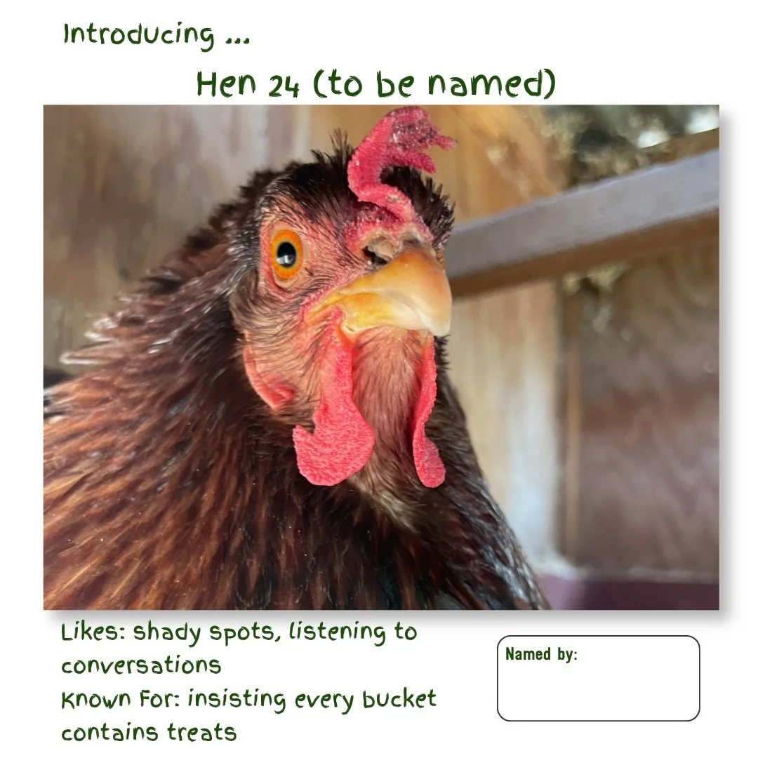 Hen 24.jpg