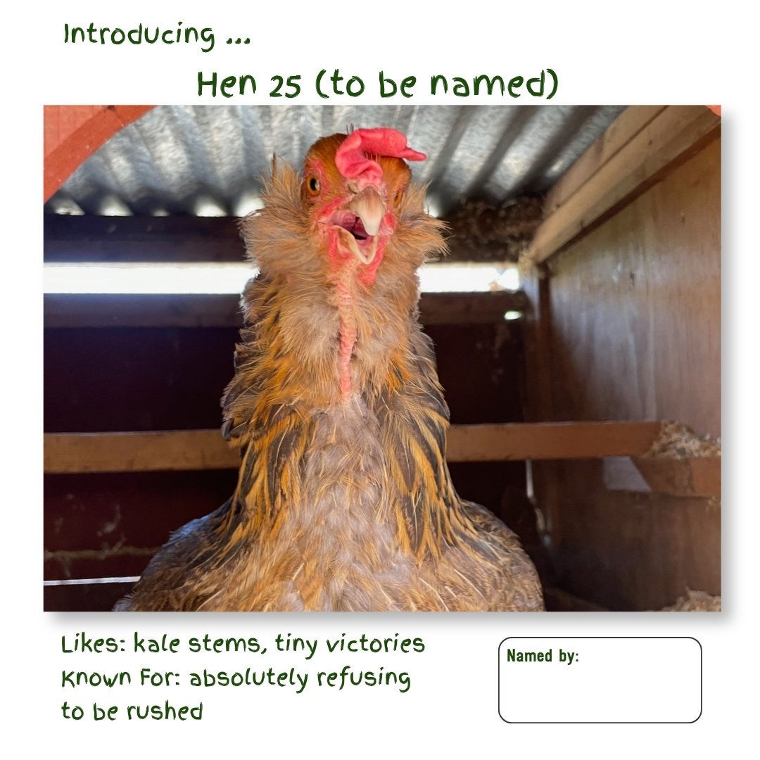 Hen 25.jpg