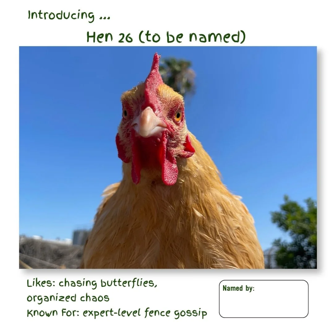 Hen 26.jpg