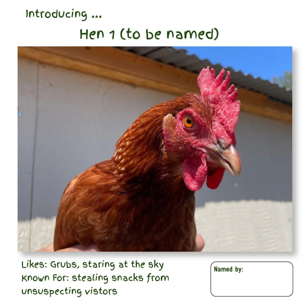 Hen 1.jpg
