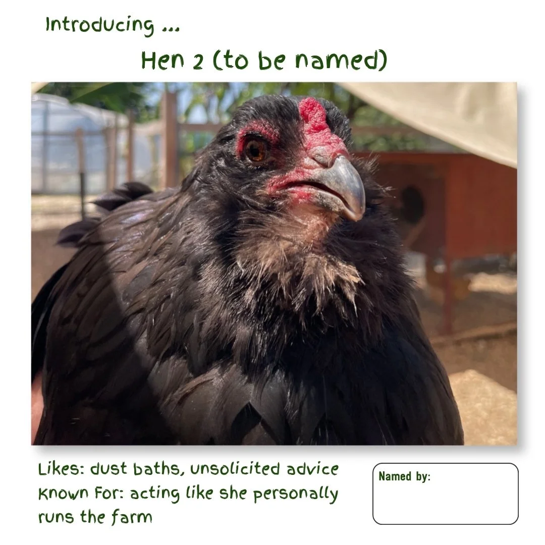 Hen 2.jpg
