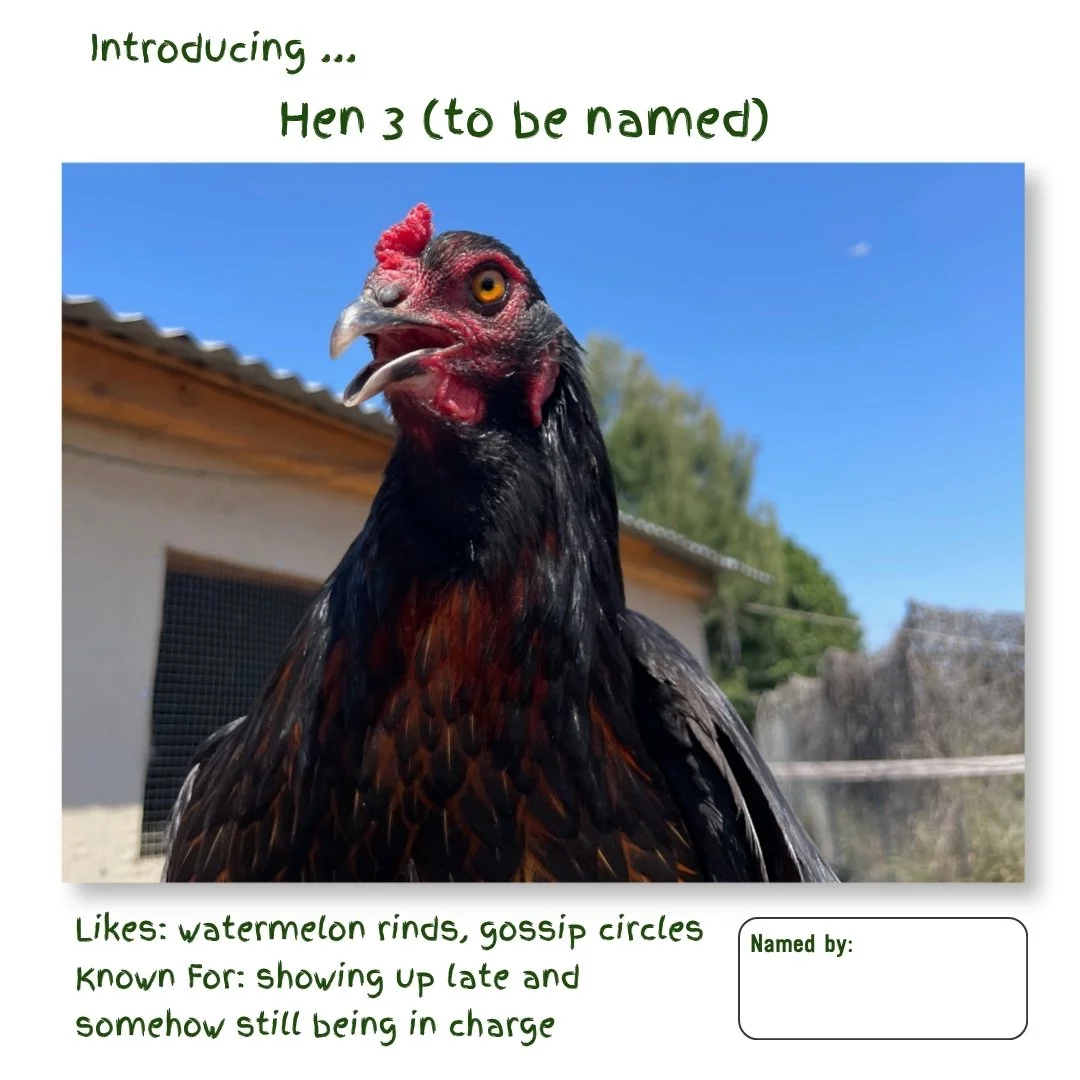 Hen 3.jpg