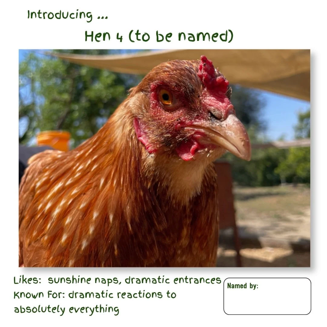 Hen 4.jpg