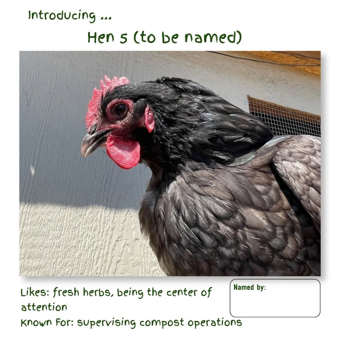 Hen 5.jpg