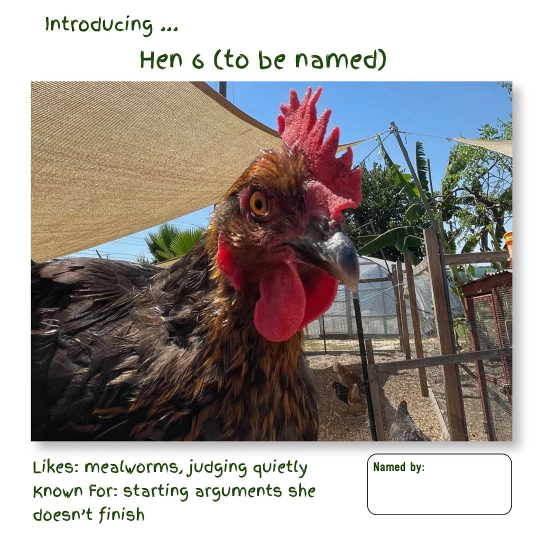 Hen 6.jpg