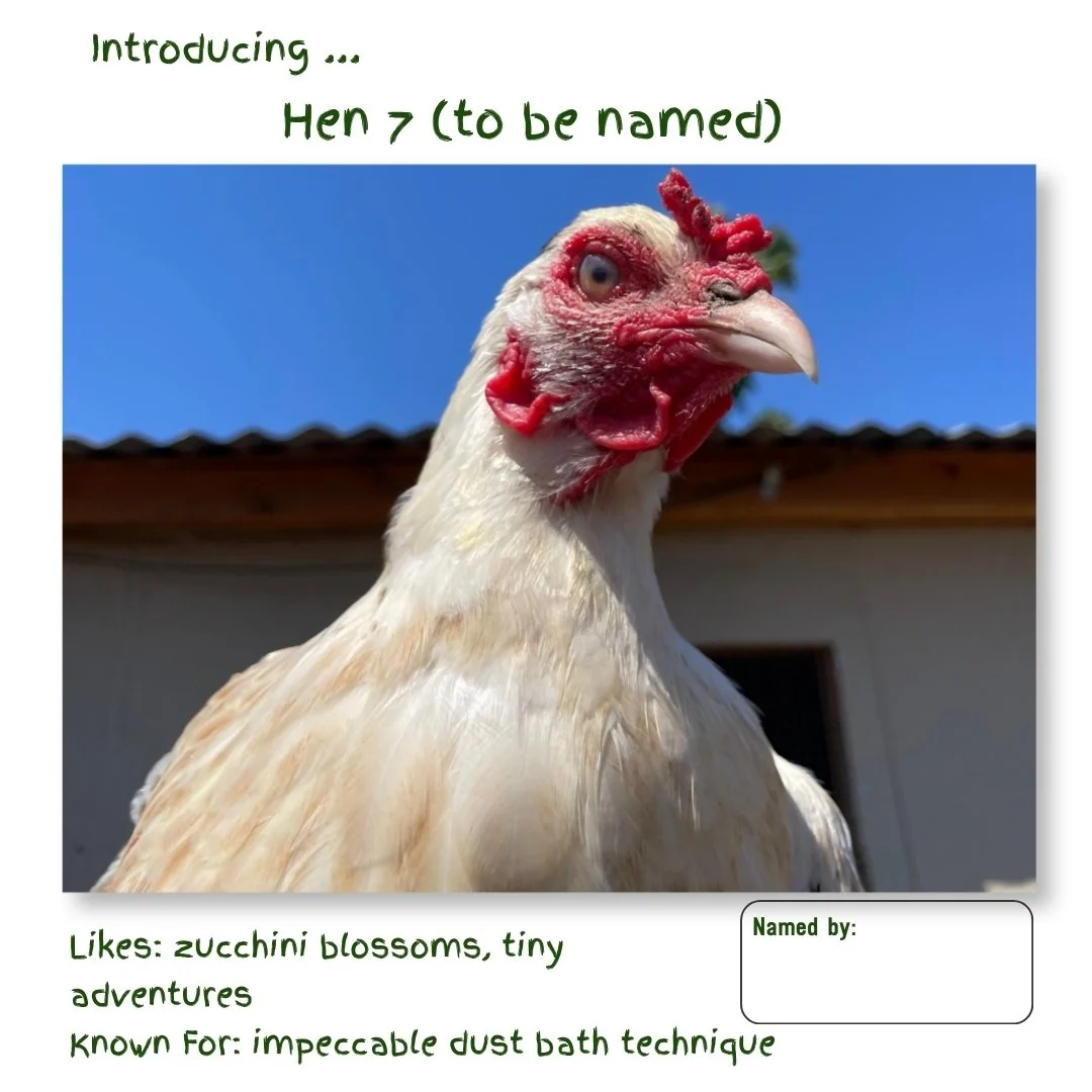 Hen 7.jpg