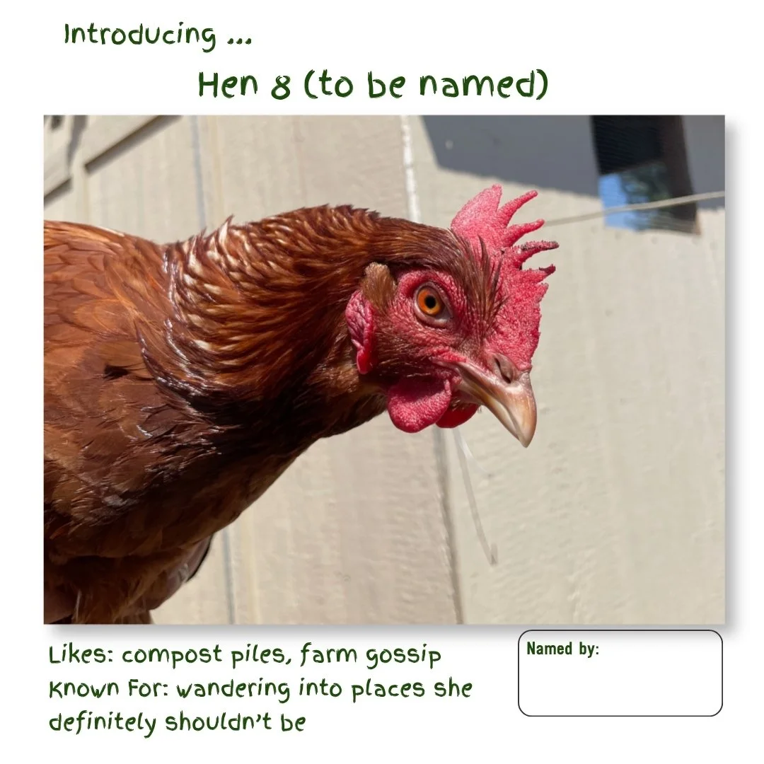Hen 8.jpg