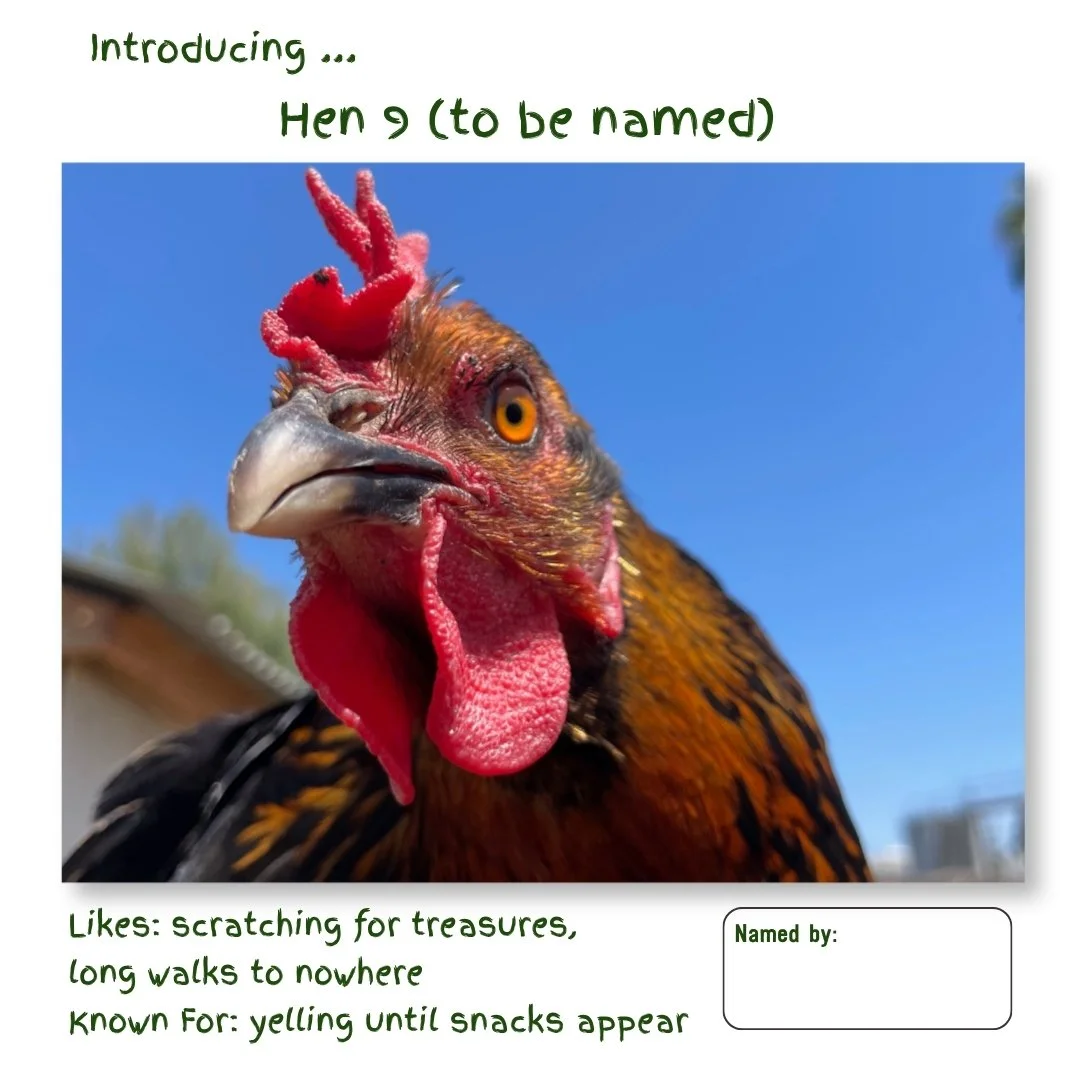 Hen 9.jpg