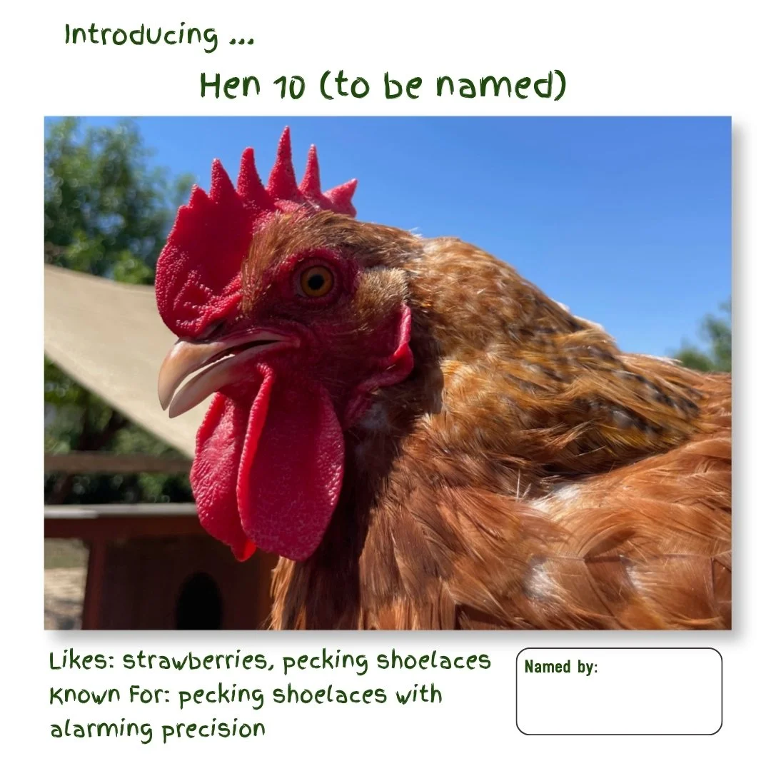Hen 10.jpg
