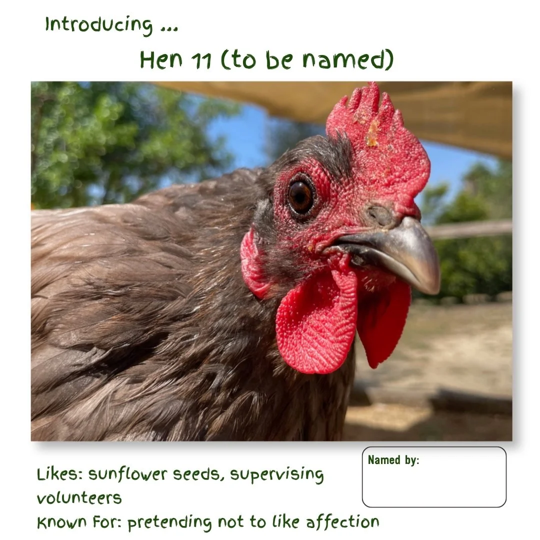 Hen 11.jpg