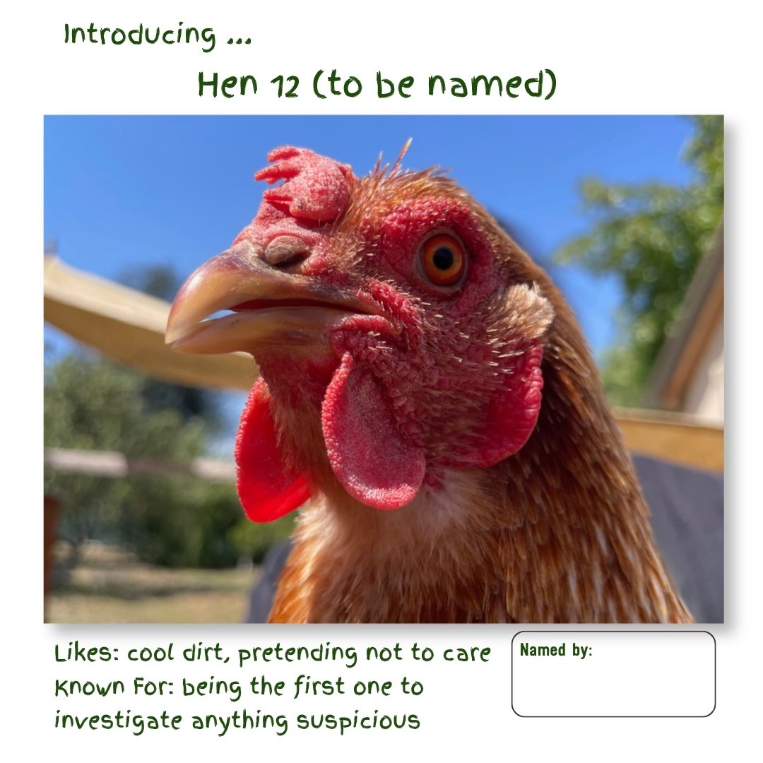 Hen 12.jpg