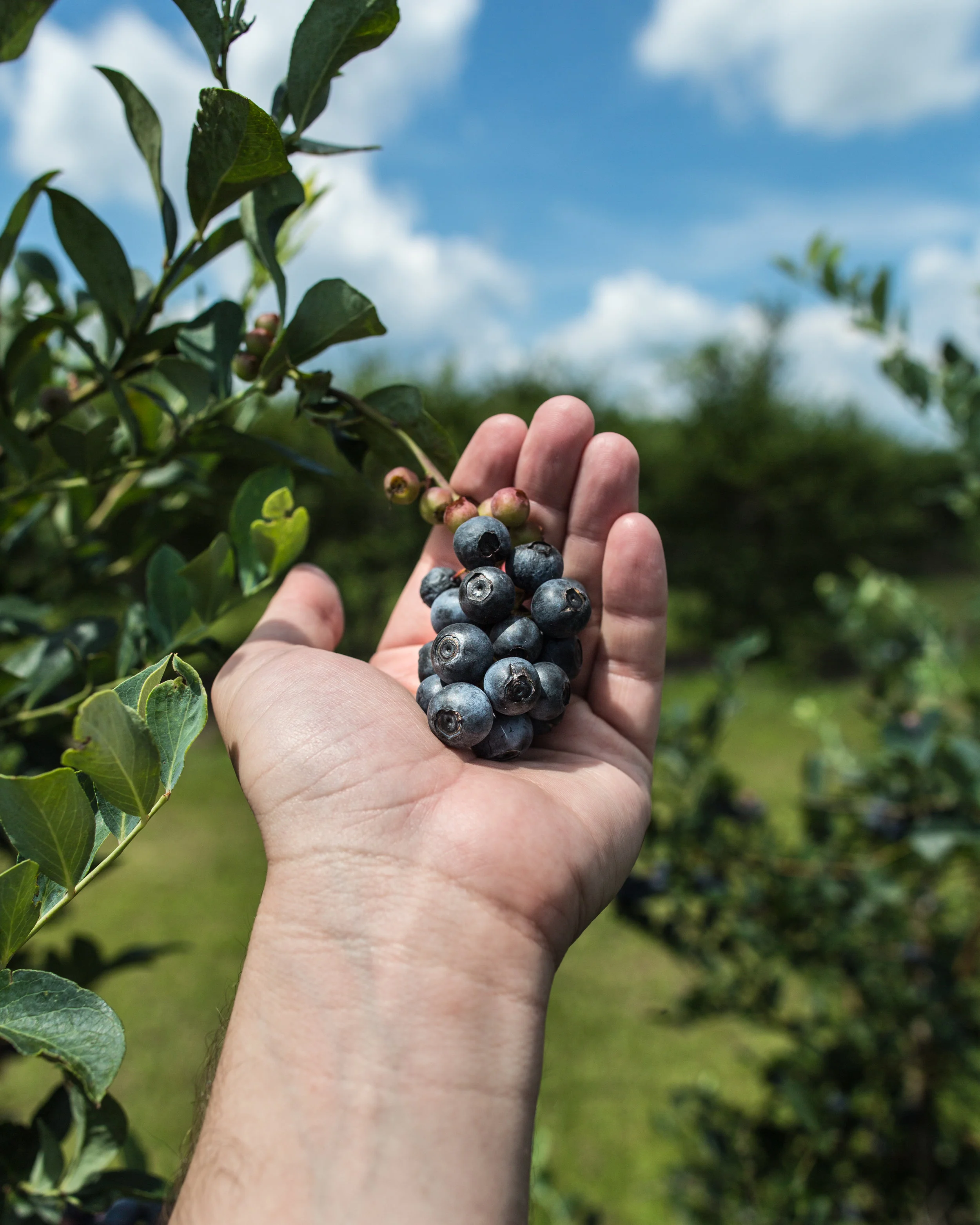 blueberries-hand-shot.jpg