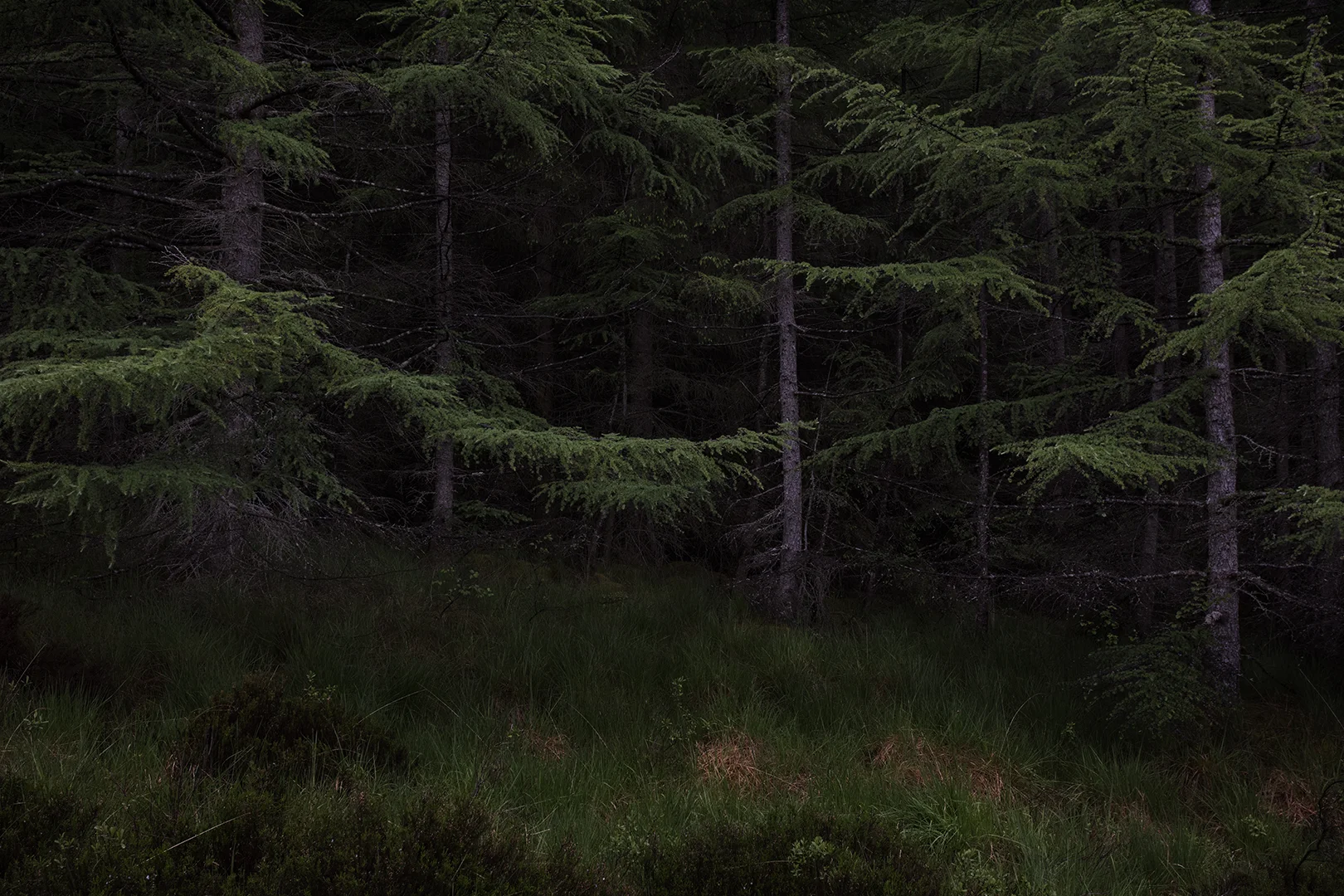 forest2 web.jpg