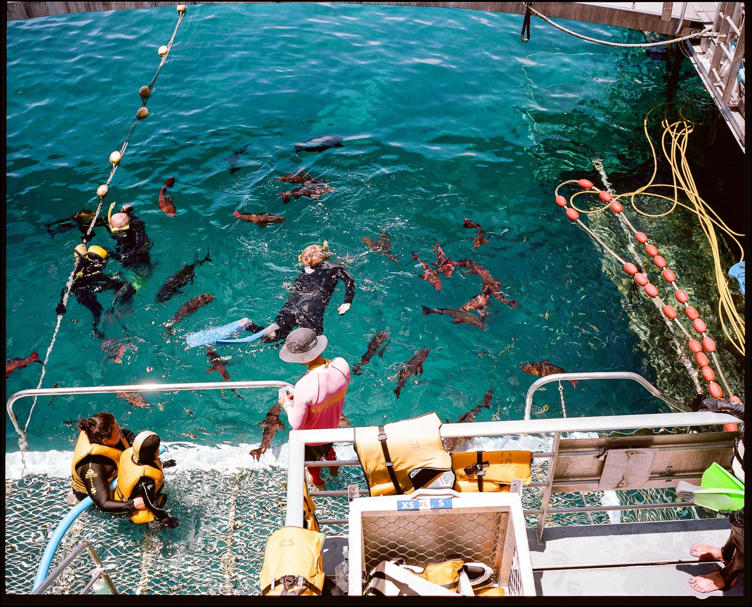 Outer Great Barrier Reef / Fish feeding while on Quicksilver snorkeling tour / Cliff Englert ©