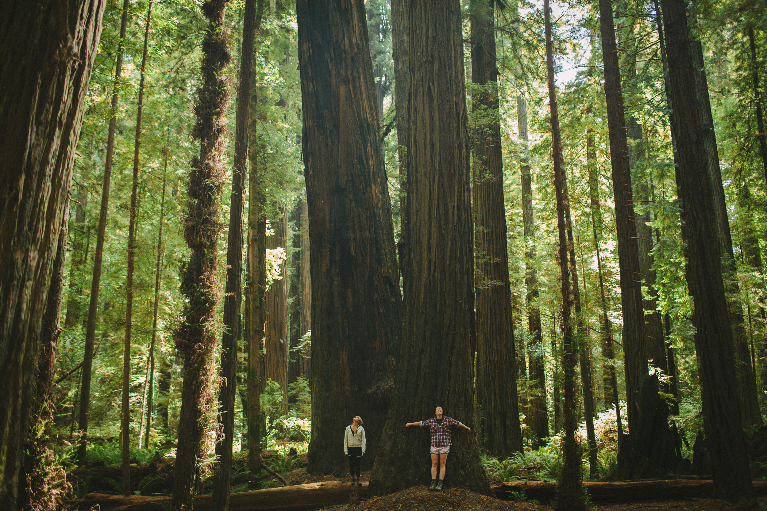 redwoods-62.jpg