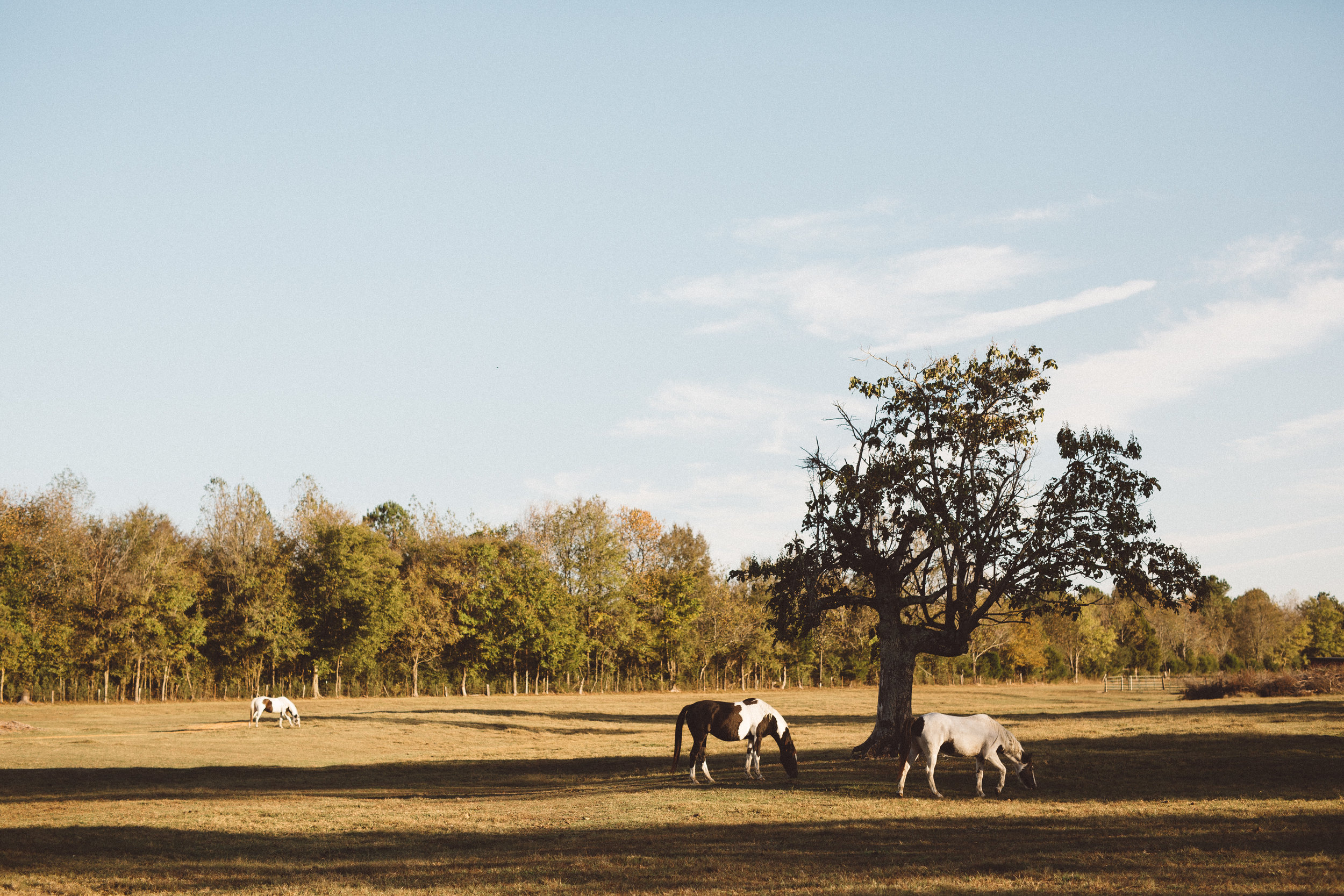 Mikaela Hamilton-Stillwaters Farm-74.jpg