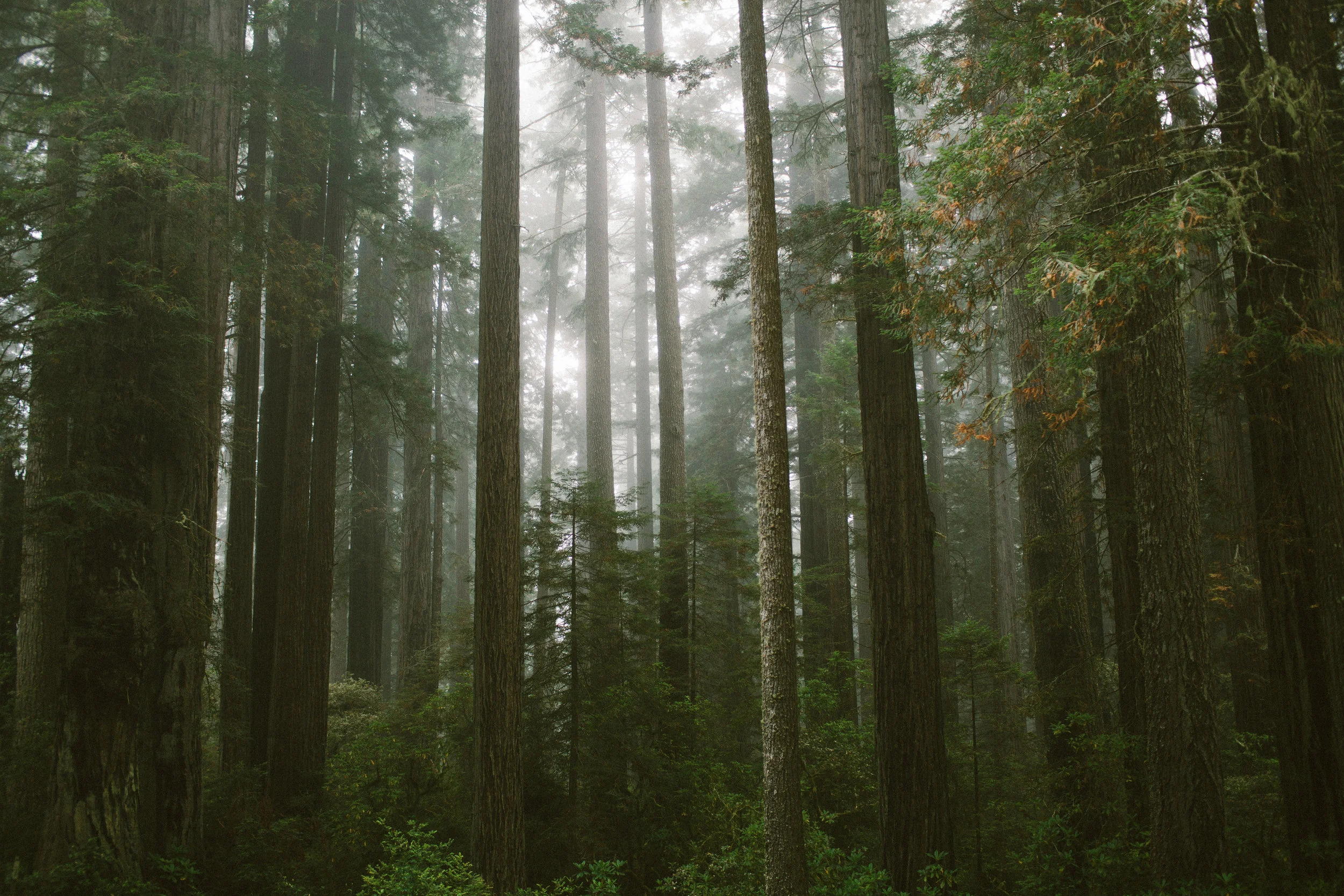 Mikaela Hamilton- Redwoods re-edit-1.jpg