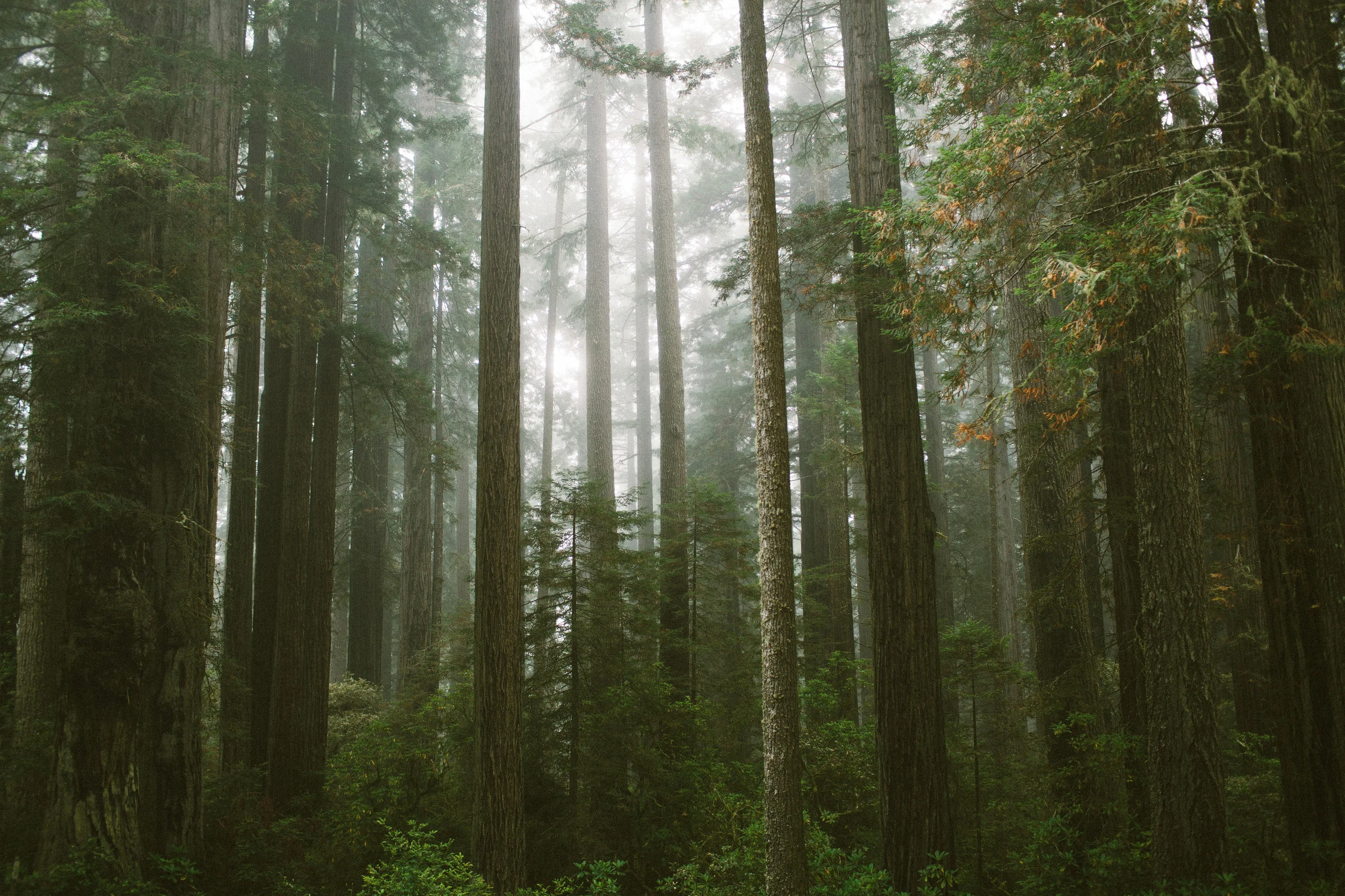 Mikaela Hamilton- Redwoods re-editcolor.jpg