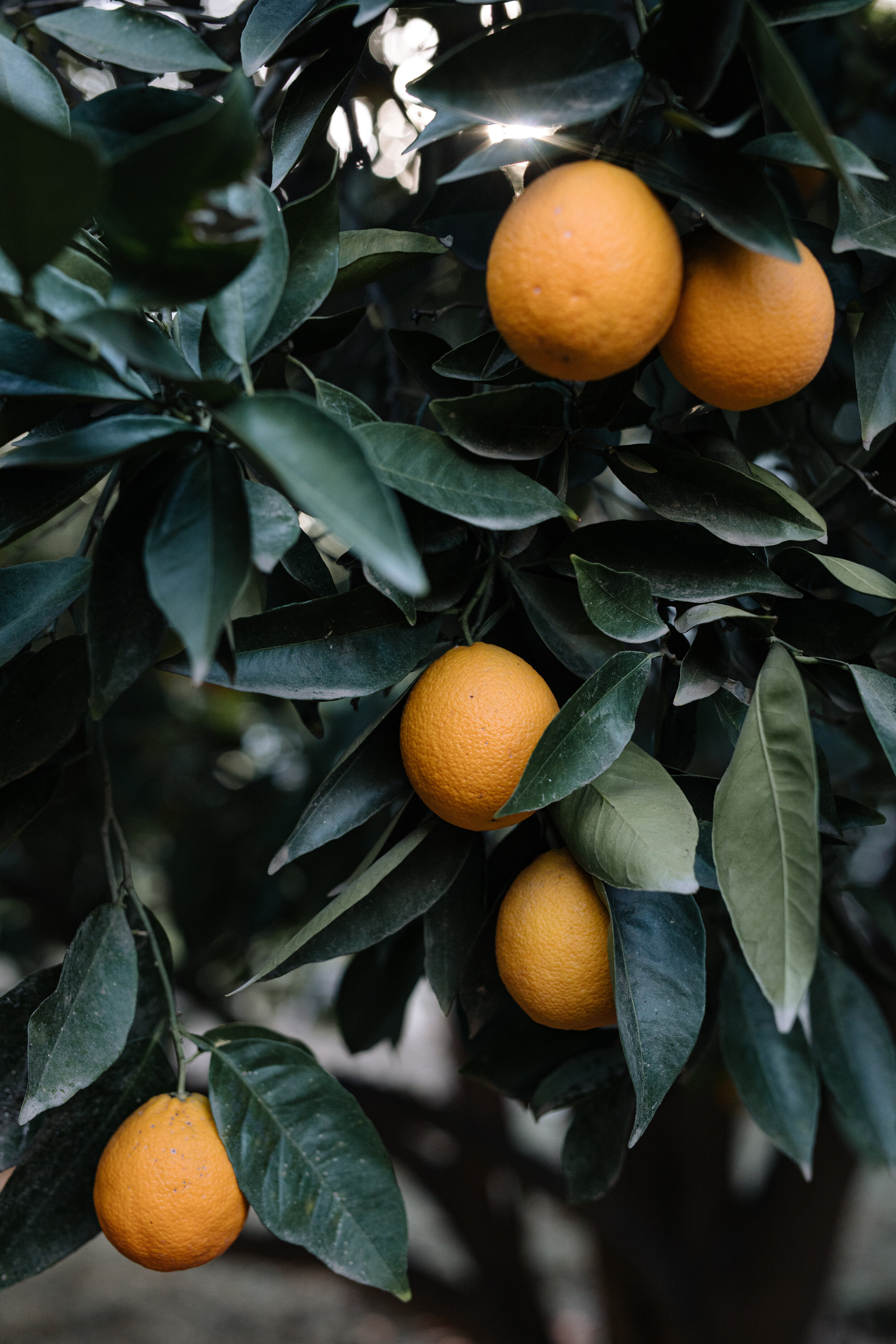 freshsqueezed.jpg