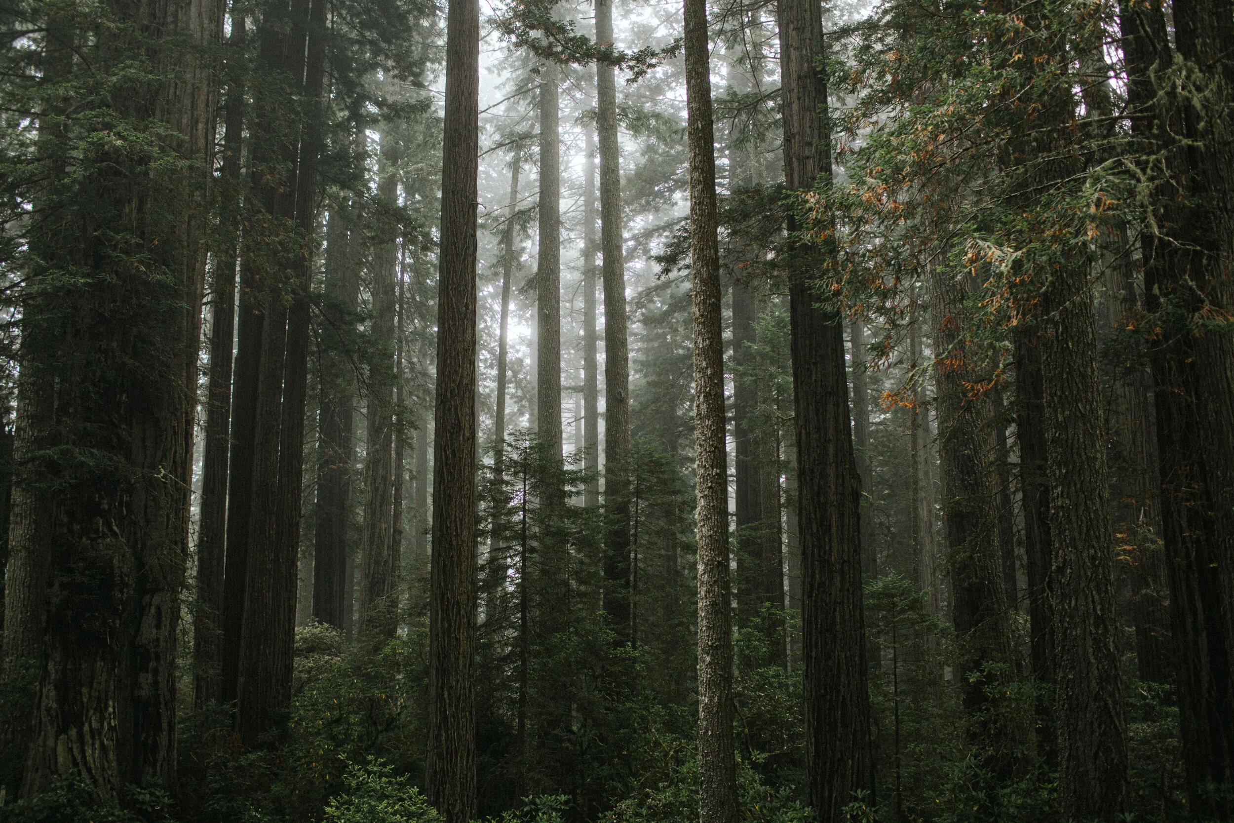 Foggy Dreams.jpg