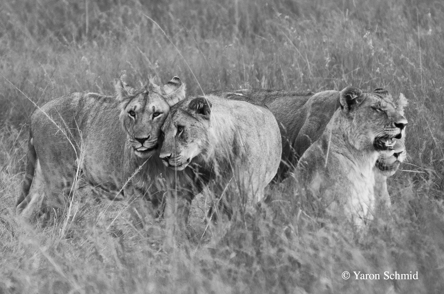 Solace in the Pride