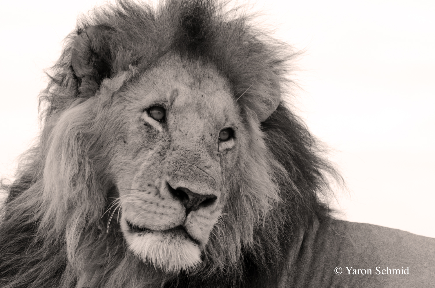 Dreamy King
