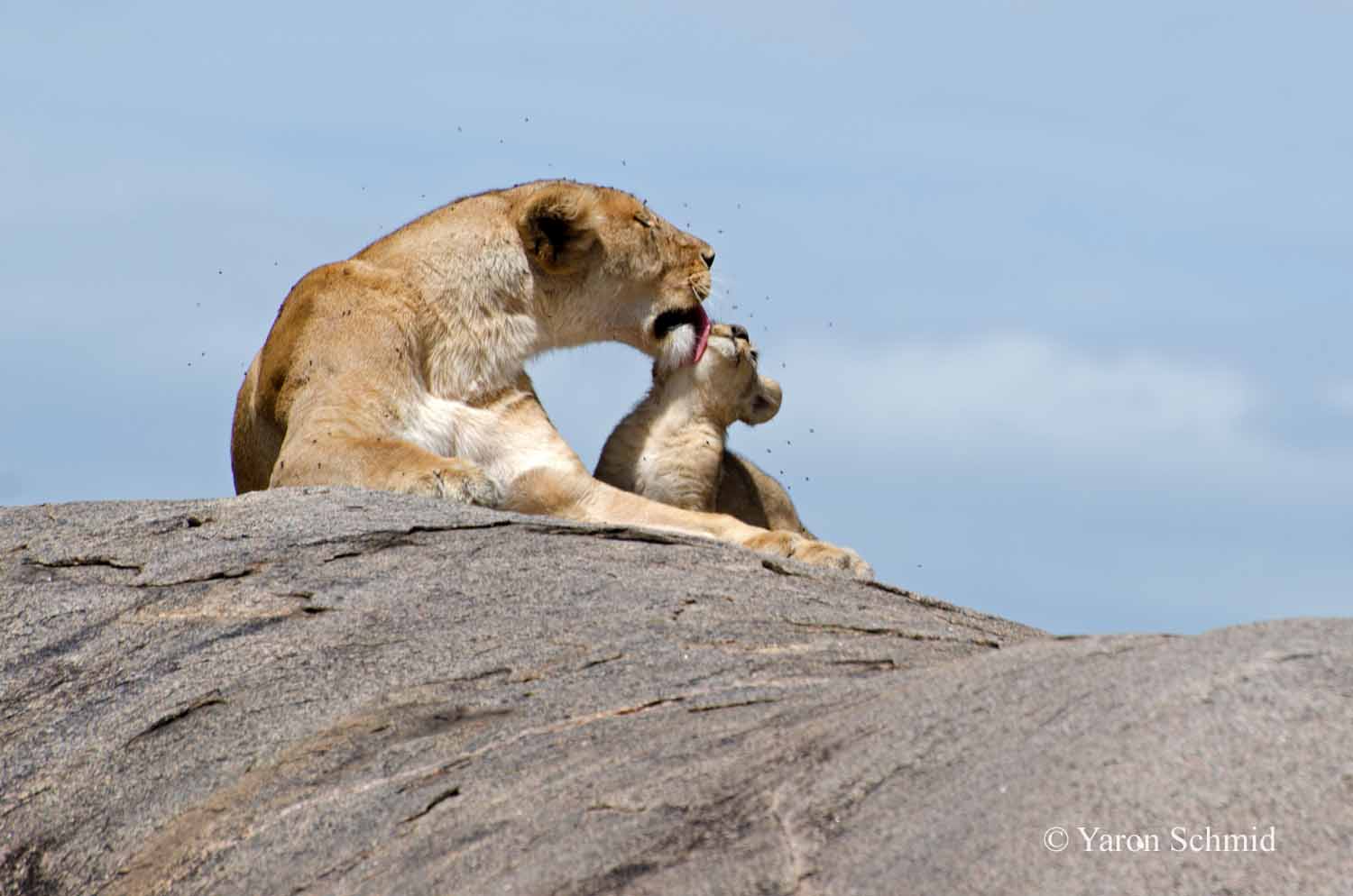 A Mother's Love