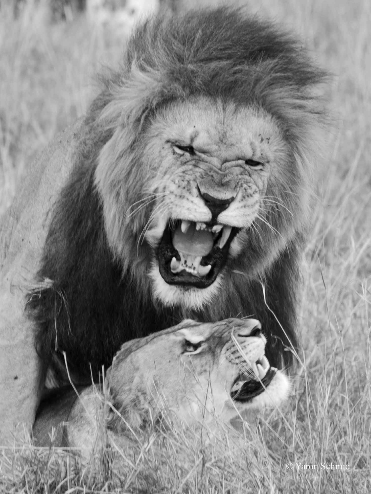 Roar
