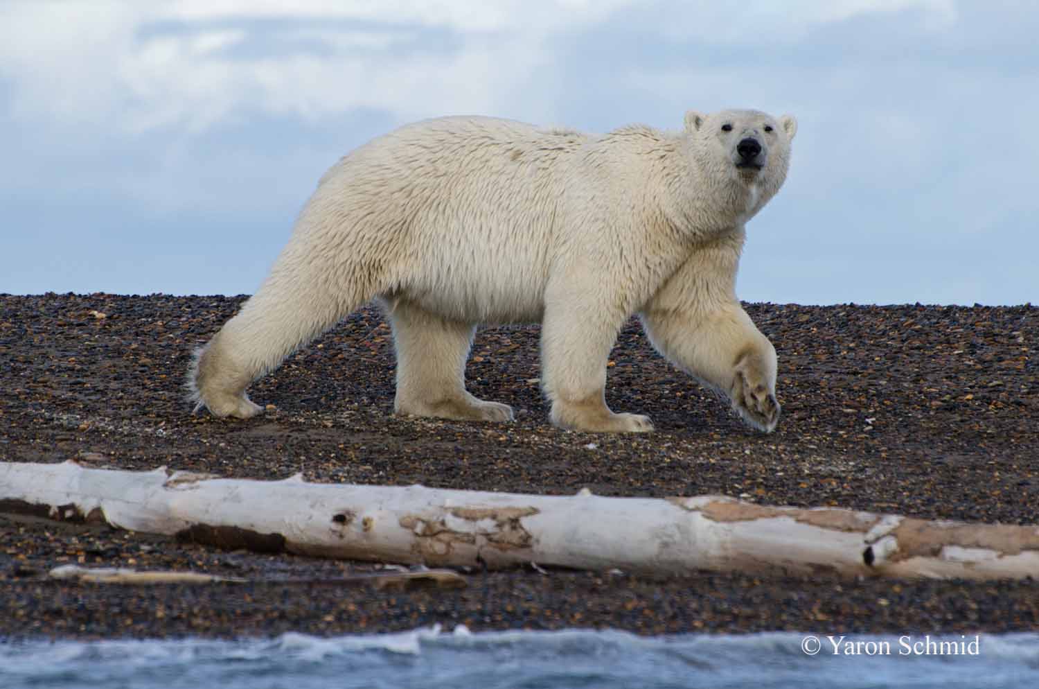Bear Strut