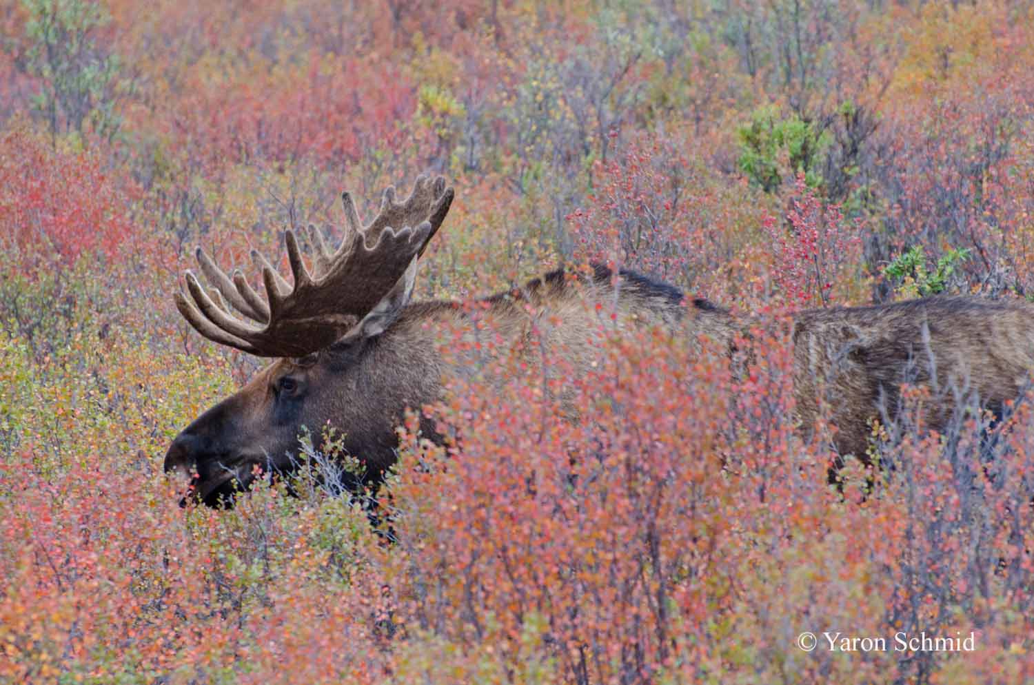 Moose in the Fall