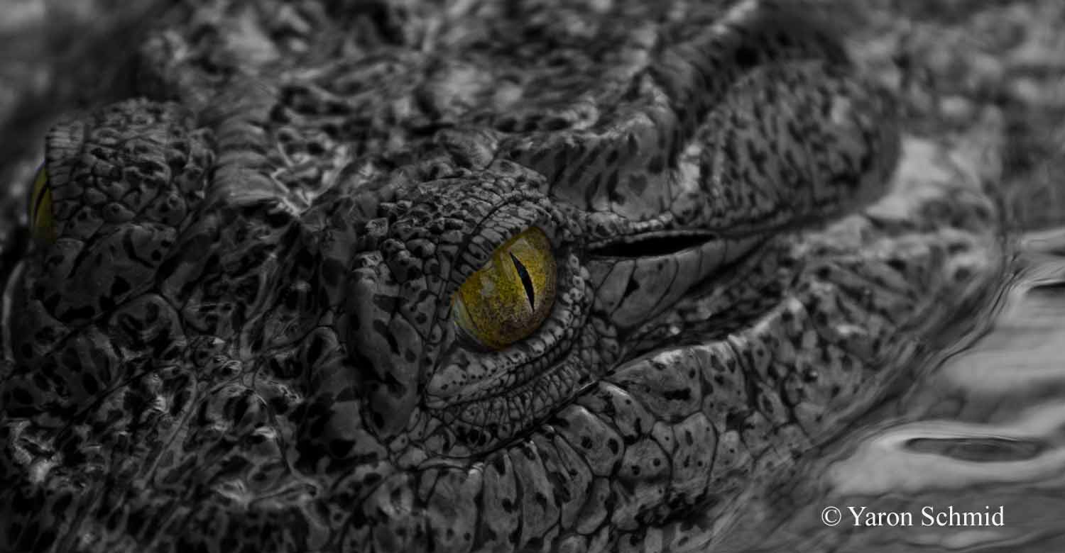 The Eye
