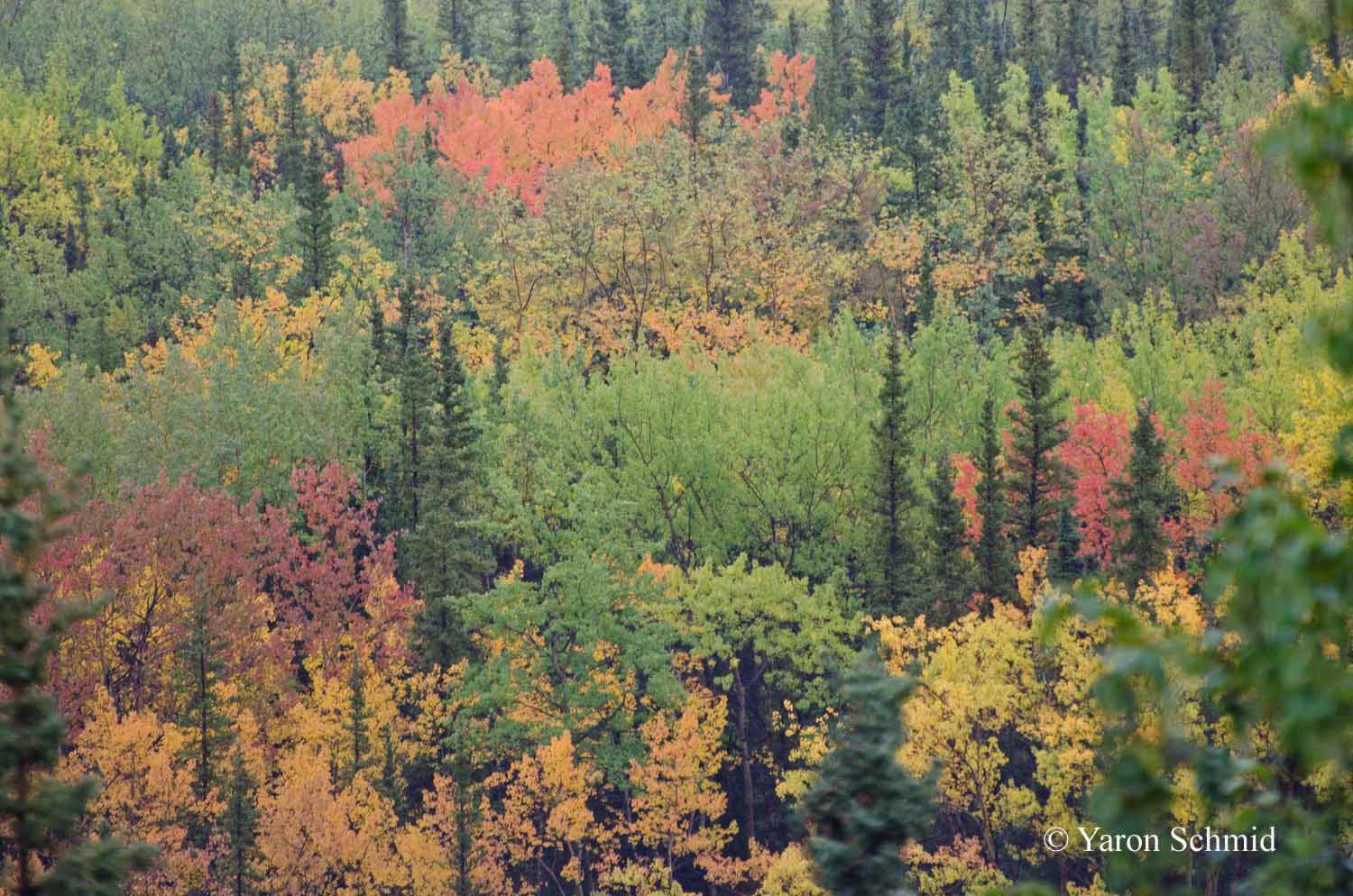 Autumn in Denali