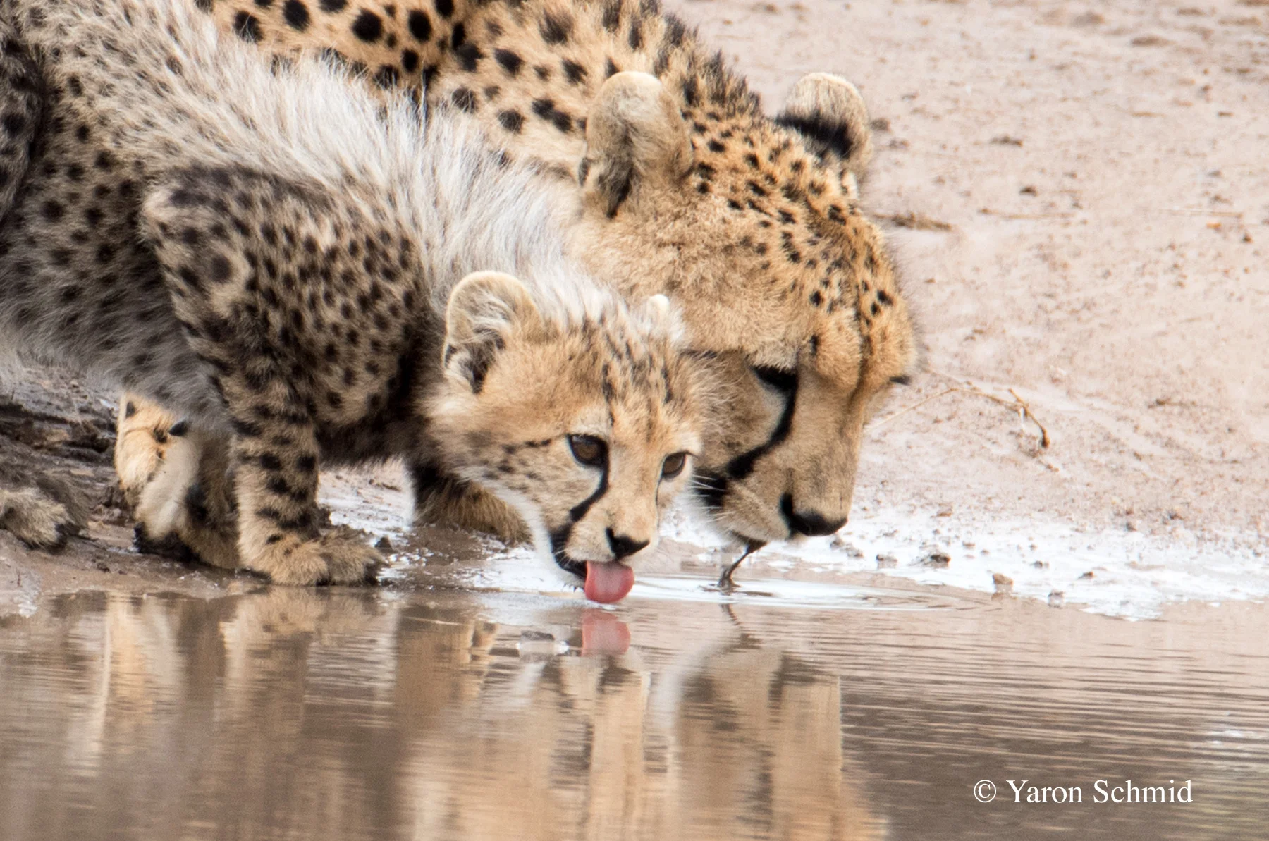 Drinking Reflections