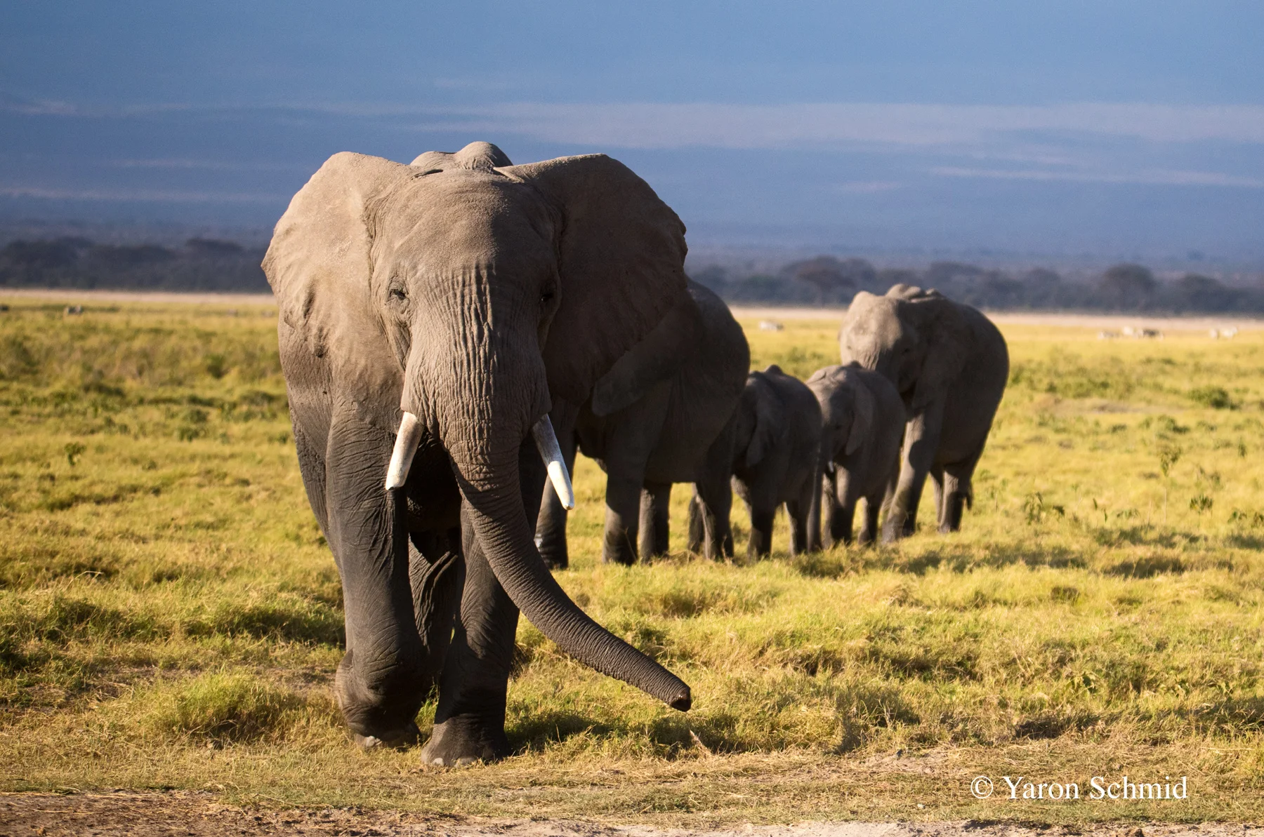 Elephant March