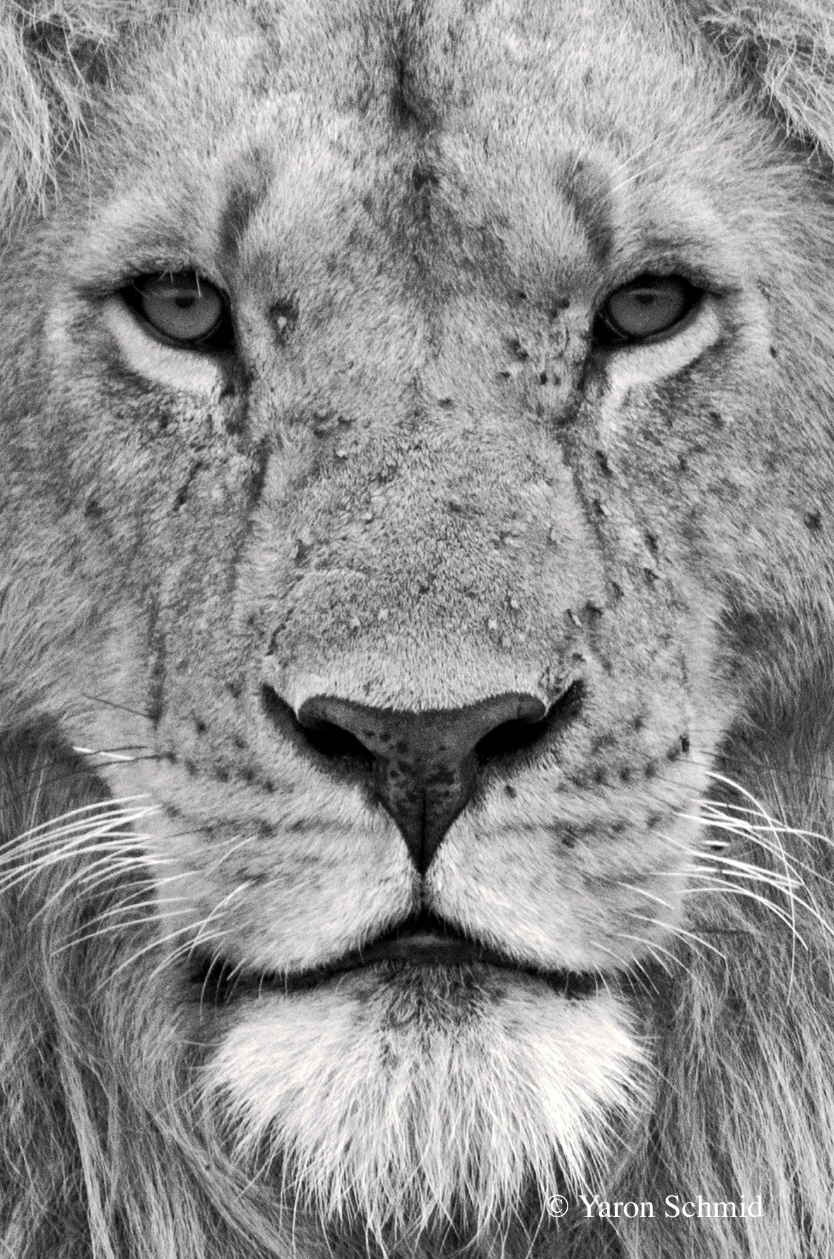Lion Mask